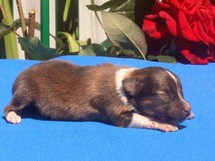 puppies