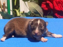 puppies
