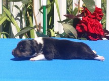 puppies