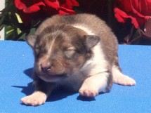 puppies