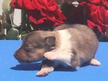 puppies
