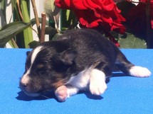 puppies