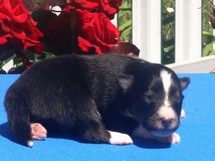 puppies