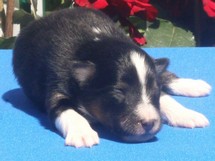 puppies