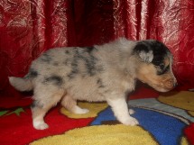 puppies