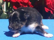 puppies