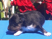 puppies