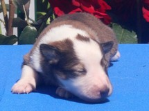 puppies