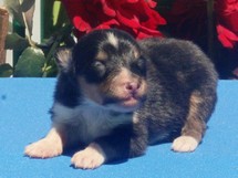 puppies