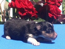 puppies