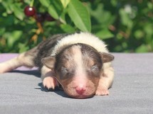 puppies