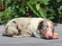 puppies