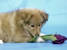 puppies