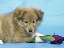 puppies