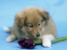 puppies