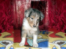 puppies