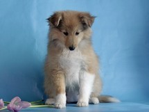 puppies