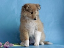puppies