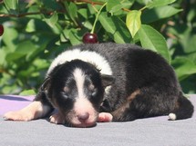 puppies