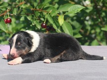 puppies