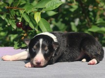 puppies
