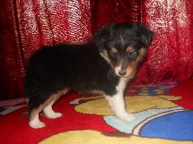 puppies