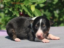 puppies