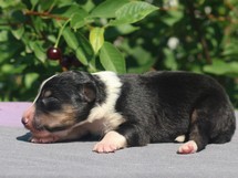 puppies