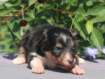 puppies