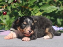 puppies
