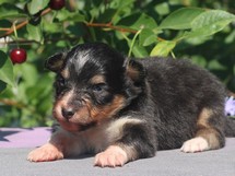 puppies
