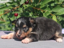 puppies