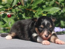 puppies