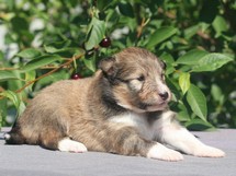 puppies