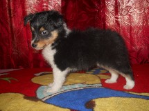 puppies
