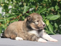 puppies
