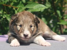 puppies