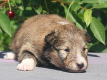 puppies