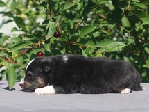 puppies