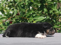 puppies