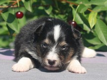 puppies