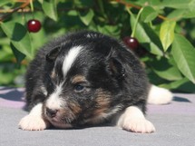 puppies