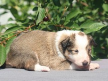 puppies