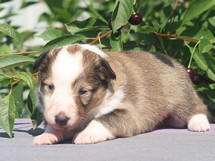 puppies