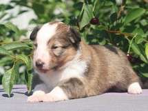 puppies