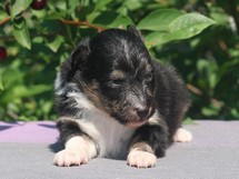 puppies