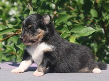 puppies
