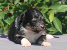 puppies