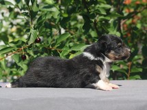 puppies
