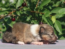 puppies